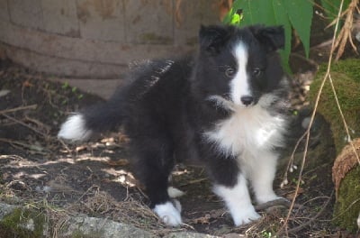 Les chiots de Shetland Sheepdog