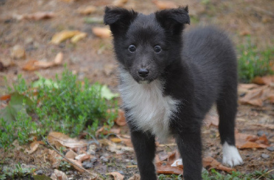 Les chiots de Shetland Sheepdog