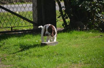 Les chiots de Cocker Spaniel Anglais