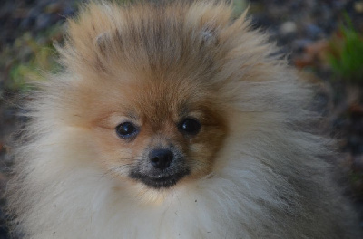 Les chiots de Spitz allemand