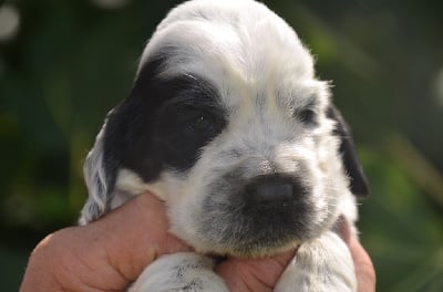 Les chiots de Cocker Spaniel Anglais