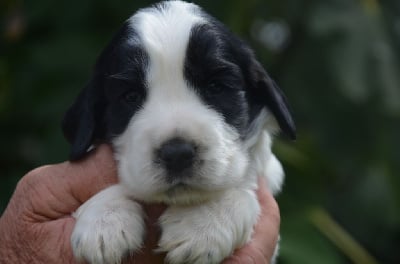 Les chiots de Cocker Spaniel Anglais