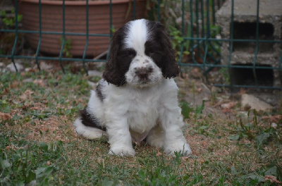 Les chiots de Cocker Spaniel Anglais