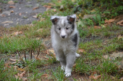 Les chiots de Shetland Sheepdog