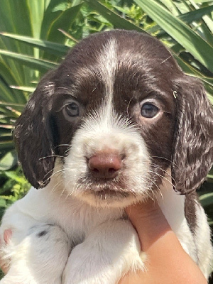 Les chiots de English Springer Spaniel