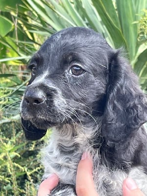 Les chiots de Epagneul Breton