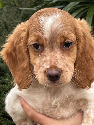 Les chiots de Epagneul Breton