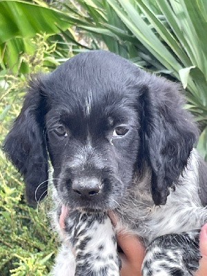 Les chiots de Epagneul Breton