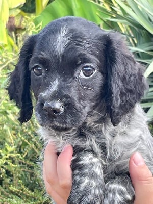 Les chiots de Epagneul Breton