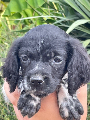 Les chiots de Epagneul Breton