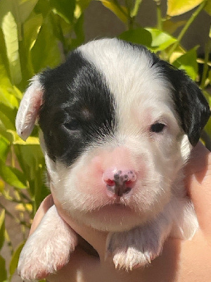 Les chiots de Setter Anglais