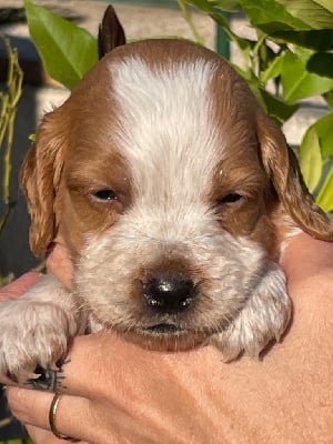 Les chiots de Epagneul Breton