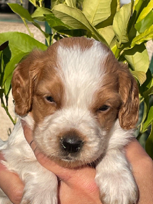 Les chiots de Epagneul Breton