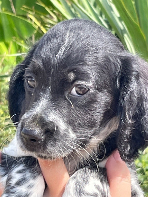 Les chiots de Epagneul Breton