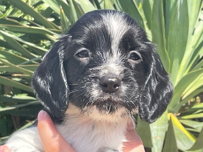 Les chiots de English Springer Spaniel