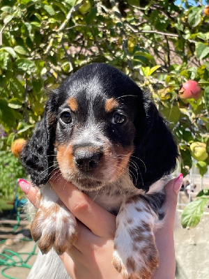 Les chiots de Epagneul Breton