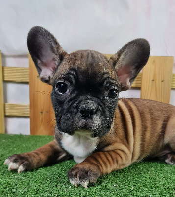 Les chiots de Bouledogue français