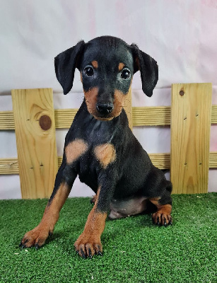 Les chiots de Pinscher nain