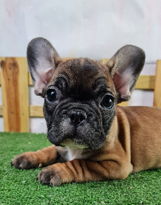 Les chiots de Bouledogue français