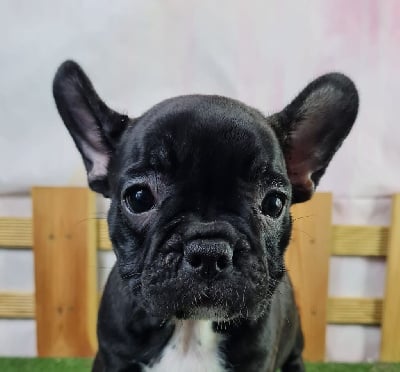 Les chiots de Bouledogue français