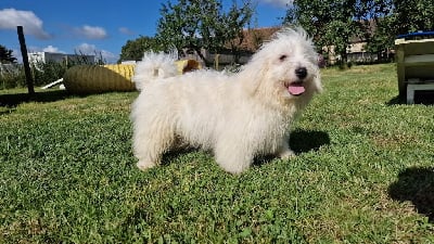 Les chiots de Coton de Tulear