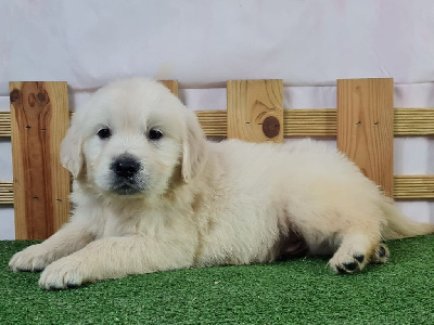 Les chiots de Golden Retriever