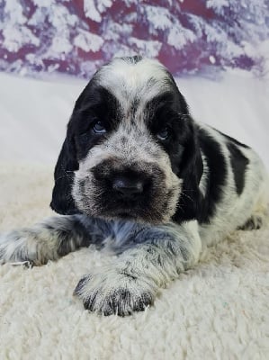 Les chiots de Cocker Spaniel Anglais