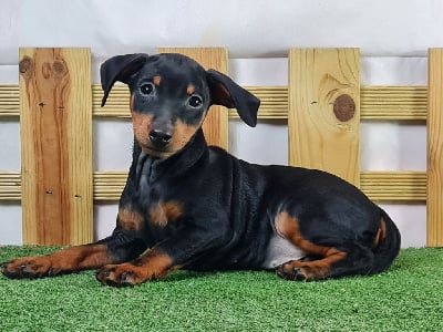 Les chiots de Pinscher nain