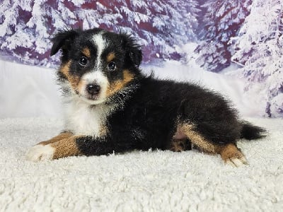 Les chiots de Shetland Sheepdog