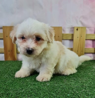 CHIOT 2 - Coton de Tulear