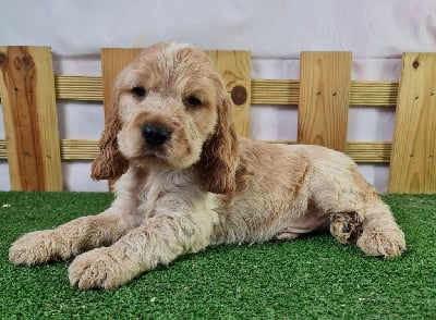 Les chiots de Cocker Spaniel Anglais