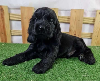 Les chiots de Cocker Spaniel Anglais