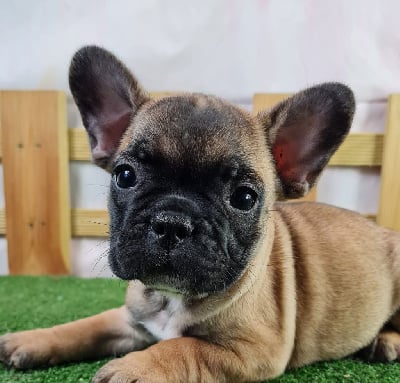 Les chiots de Bouledogue français