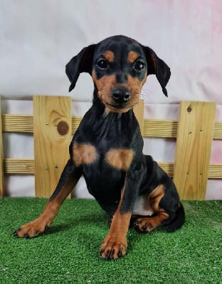 Les chiots de Pinscher nain