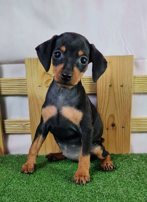 Les chiots de Pinscher nain