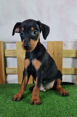 Les chiots de Pinscher nain