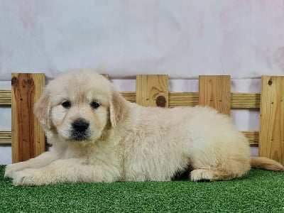 Les chiots de Golden Retriever