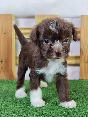 Les chiots de Chien chinois à crête