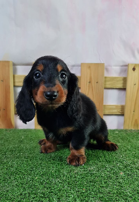 Les chiots de Teckel poil long