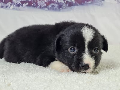 Les chiots de Berger Américain Miniature 