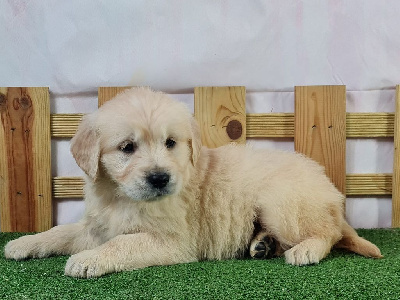 Les chiots de Golden Retriever