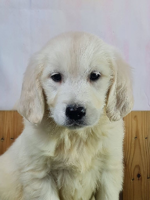 Les chiots de Golden Retriever