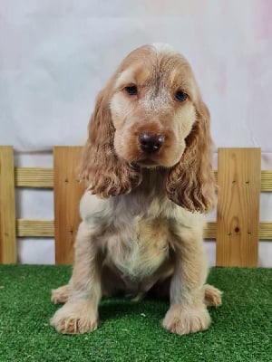 Les chiots de Cocker Spaniel Anglais