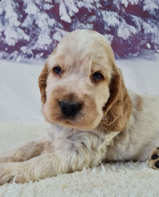 Les chiots de Cocker Spaniel Anglais