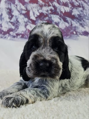 Les chiots de Cocker Spaniel Anglais