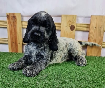 Les chiots de Cocker Spaniel Anglais