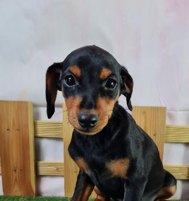 Les chiots de Pinscher nain