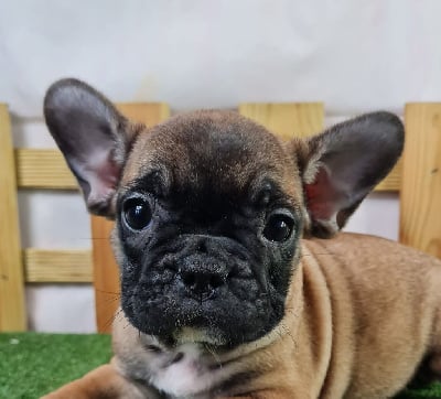 Les chiots de Bouledogue français