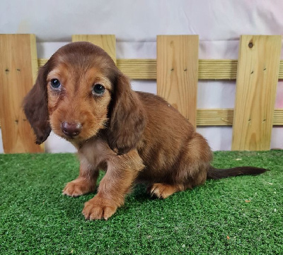 Les chiots de Teckel poil long