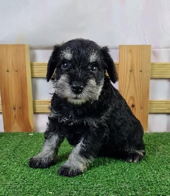 Les chiots de Schnauzer miniature